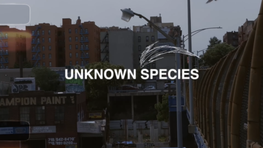 Kurious - Unknown Species Thumbnail